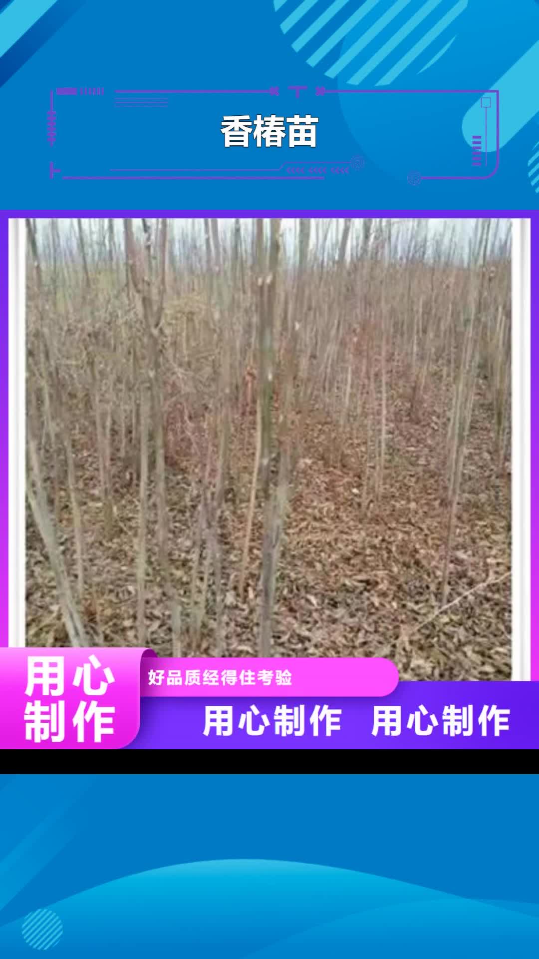 【河南 香椿苗 核桃苗品质服务】