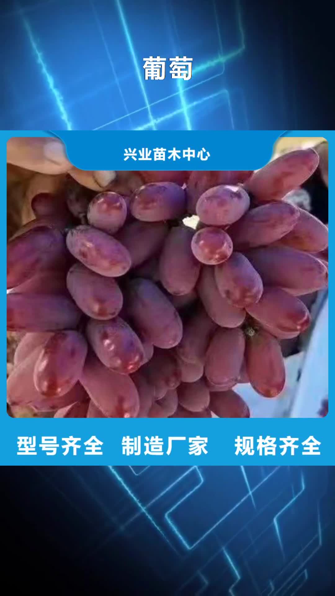 咸宁【葡萄】,樱桃树苗大量现货供应