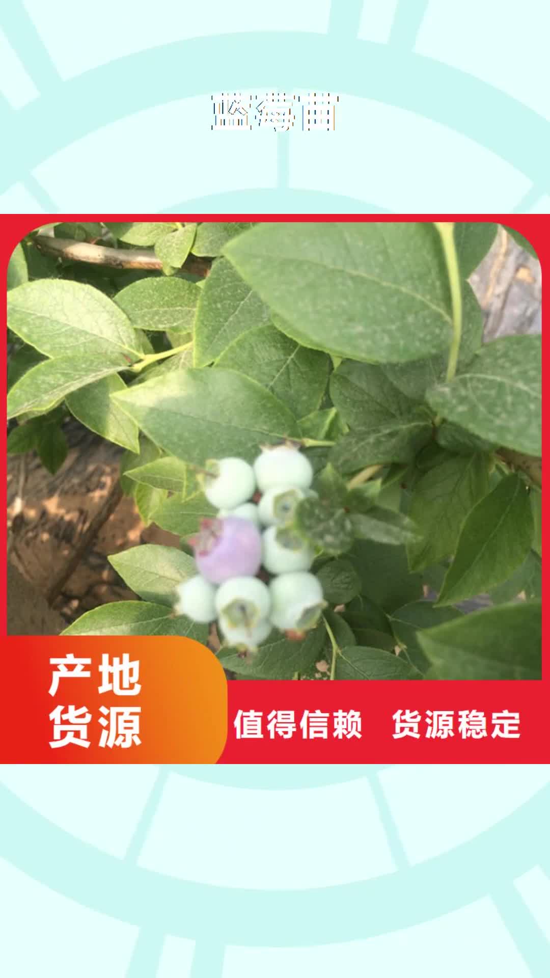 【巢湖 蓝莓苗,桃树苗安心购】