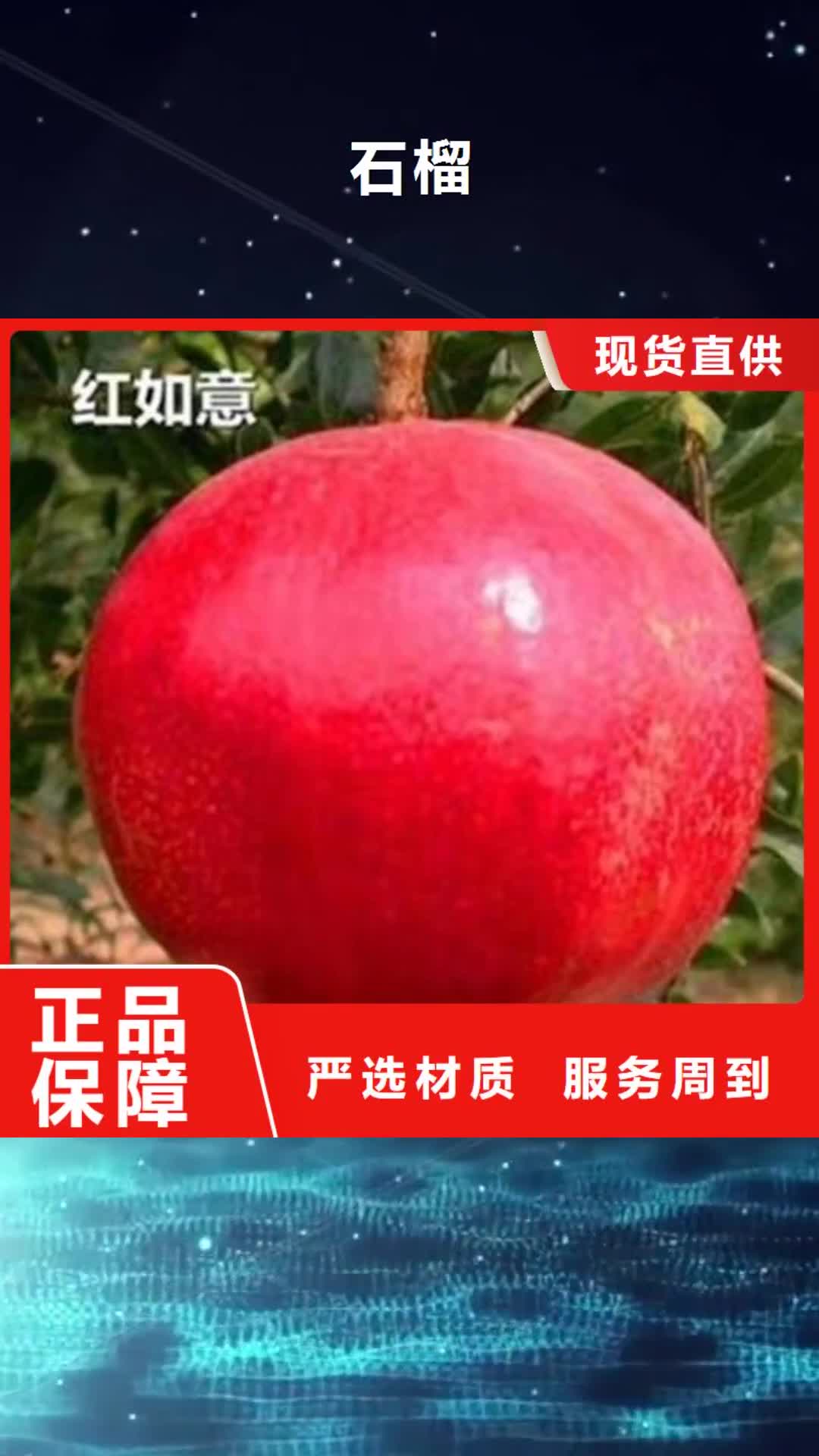 六安 石榴,【苹果苗】实力厂家