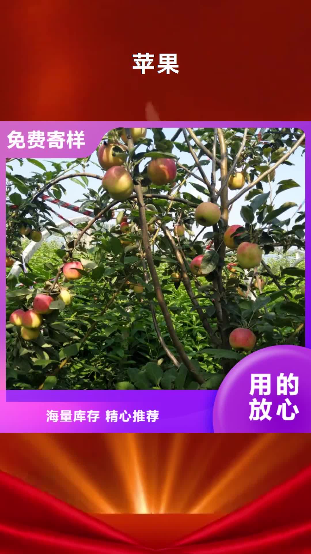 绵阳 苹果_【苹果苗】制造生产销售