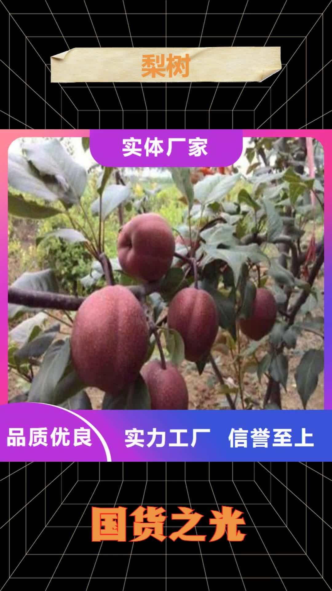 【芜湖 梨树-杏树苗大厂生产品质】